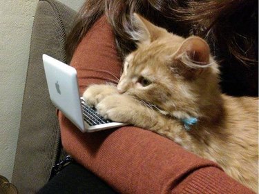 Kitten with their paws resting on the keyboard of a tiny laptop. The kitten is resting in the crook of a person's arm.