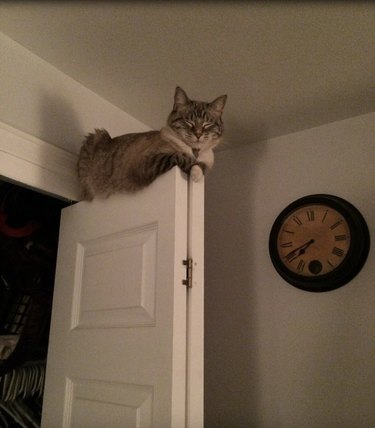 Cat sleeping on top of an open door.