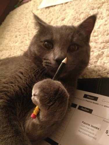 Cat laying on their side, holding a pencil and sniffing the point of the pencil.