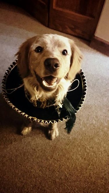 dog chews hole in sombrero