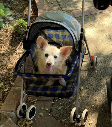 dog in stroller sticks out tongue