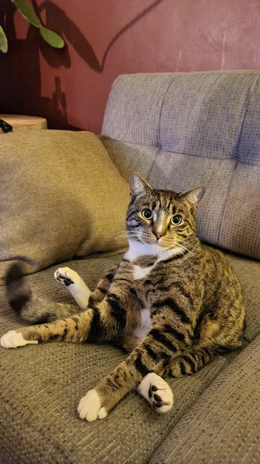 Cat is sitting upright on a couch like a human.