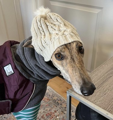 dog all bundled up in hat, scarf and sweater to go outside