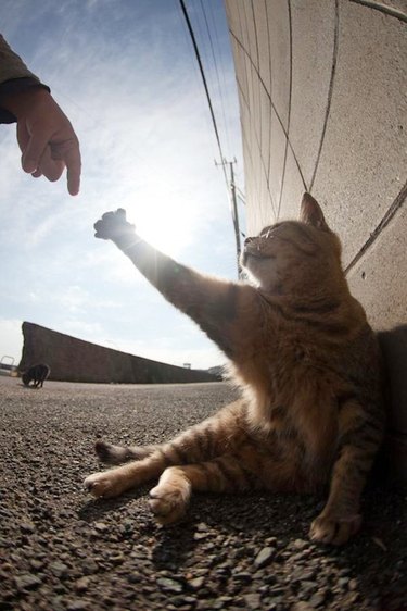Cat reaching out for human's hand