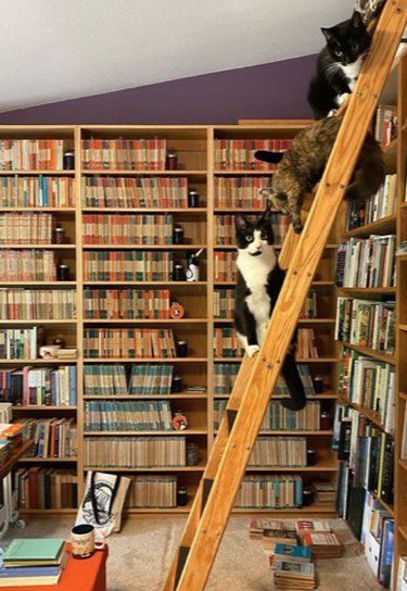 A bookshelf ladder rests against one shelf and three cats are sitting on the ladder.