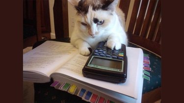 Cat resting their paw on a graphing calculator while laying on top of an open textbook