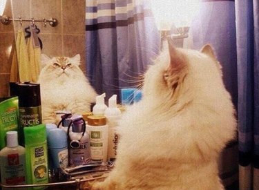 fluffy cat looking in bathroom mirror