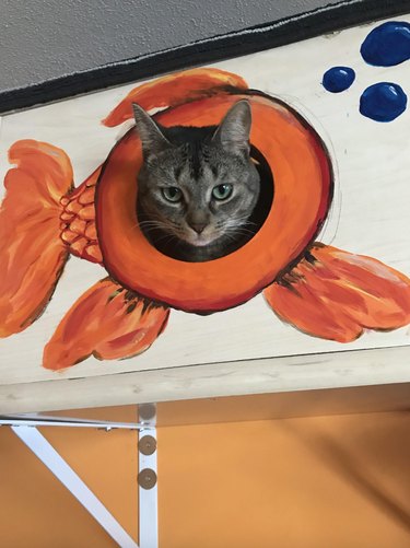 Cat looking bored while they stick their head out of a newly handmade cat tree made by their pet parent.