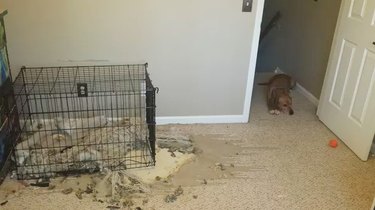 dog makes giant mess in crate