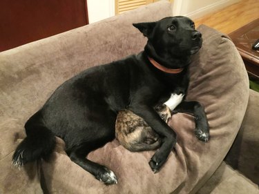 dog comforts cat during thunder storm