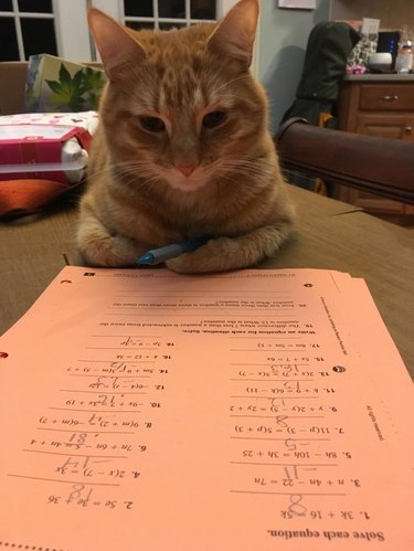 Cat laying on a table. The cat's arms are curled and a pen is tucked into their paws. It is looking at a sheet of math homework.