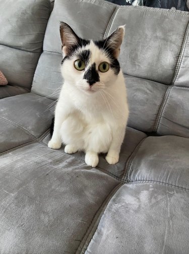 Black and white cat sitting strangely on a chouch with their hind legs bent up and forward facing.