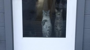 Close-up of two cats standing upright at a front door that has a full-length window.