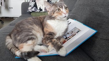 Tri-color cat laying on an open book on top of a couch.