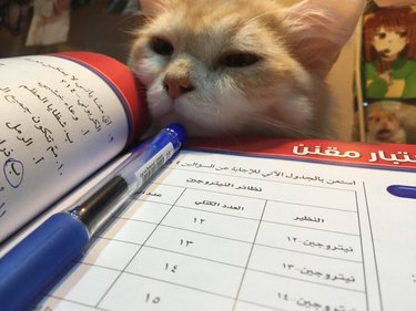 Open textbook with a pen resting on top and a kitten peering over the edge of the book.