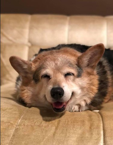 A corgi with a gray face lies on a couch, smiling with their eyes closed.