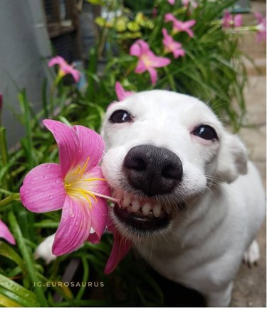 A little white dog smiles next to a pink flower.