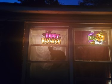 cat posing in window next to happy halloween neon signs.