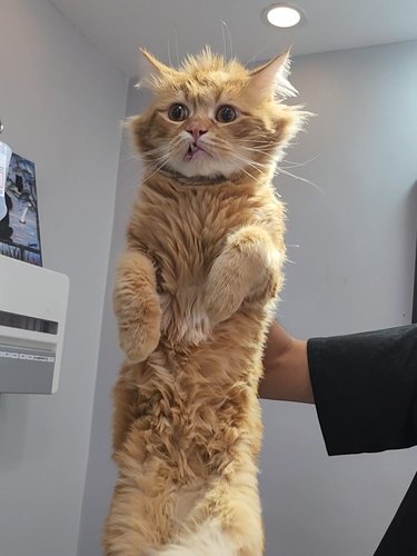 Upright orange cat with disheleved hair at vet's office.