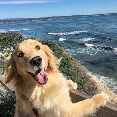 A golden retriever smiles as they overlook a beautiful ocean view.