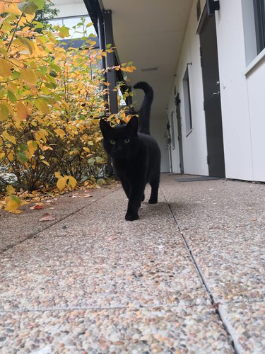 black cat slinking towards camera.