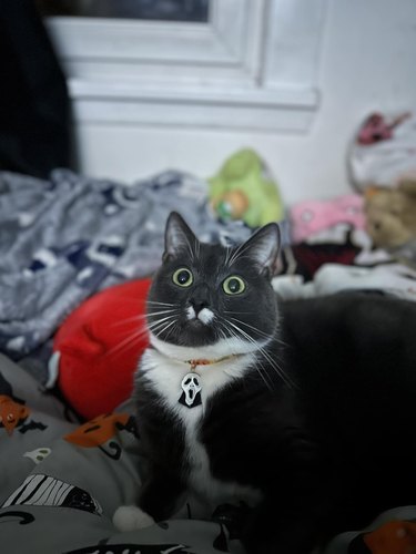 black cat wearing ghostface collar.