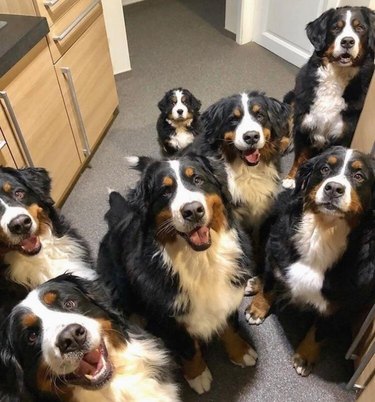 A group of Bernese mountain dogs smiling at the camera, except for one puppy, who looks very solemn.