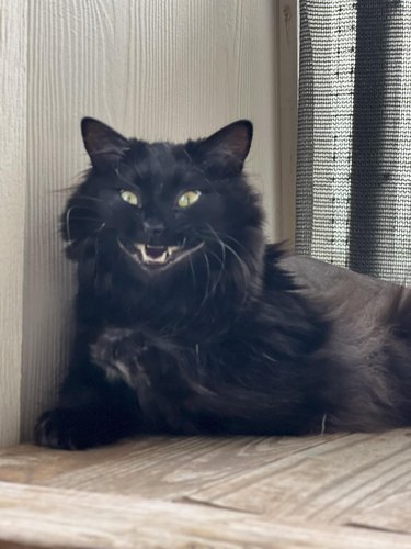black cat smiling.