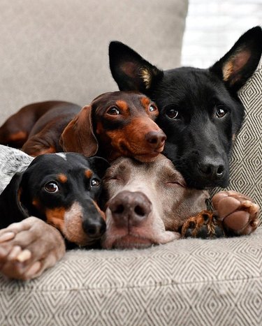 Four dogs of various sizes sleeping in a pile and smiling.