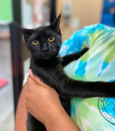 A person is holding a black cat.