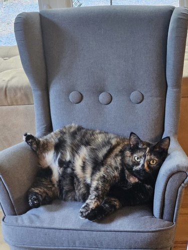 chonky tortoiseshell cat sitting on nice chair.