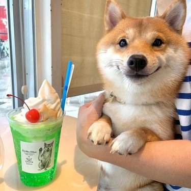 A shiba inu smiling in front of a colorful smoothie.