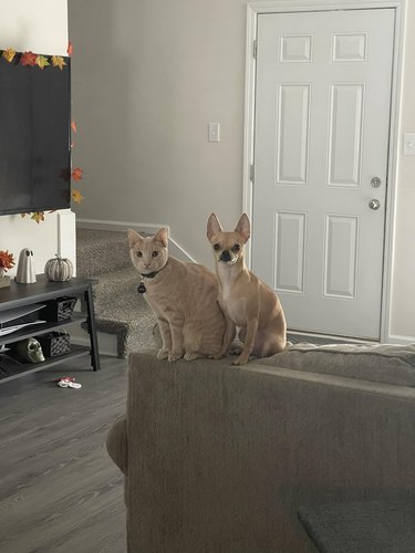 orange cat and chihuahua are sitting on a couch in the same position.