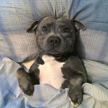 A smiling pitbull tucked into a cozy bed smiles at the camera.