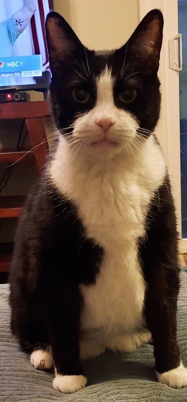 A black and white cat isn't mad, just disappointed.