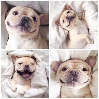 Four photos of a light tan French Bulldog, smiling in various poses on a bed.