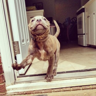 A cute wrinkly puppy wears a smile as they step jauntily out of a doorway.