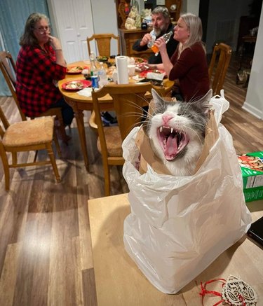 cat yawning in takeout paper bag while their family has dinner.