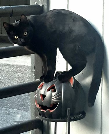 black cat standing on plastic pumpkin with cat face.