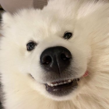 A super close up photo of a smiling Samoyed.