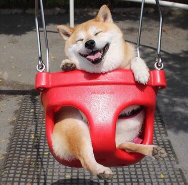 A Shiba Inu smiling as they sit in a red baby swing.