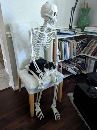 black and white cat sitting on plastic skeleton's lap.