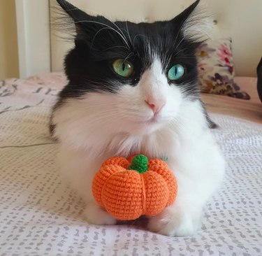 Catnip Pumpkin Toy by SusluPawPetToys