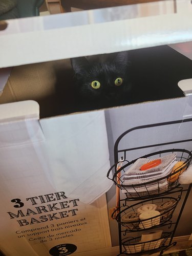 black cat hiding in cardboard box.