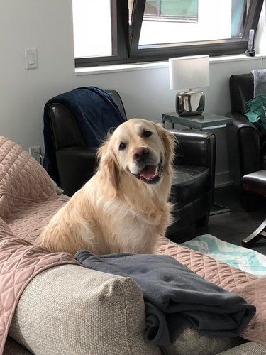 A golden retriever sitting on a bed, looking over at the camera with an adorable smile.