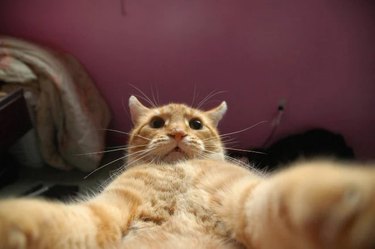A cat is taking a selfie by mistake.
