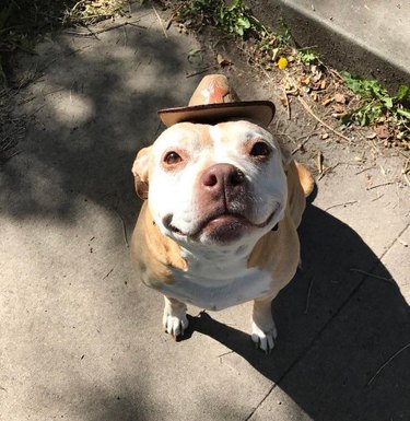 A cute dog in a tiny sheriff's hat smiles at the camera.