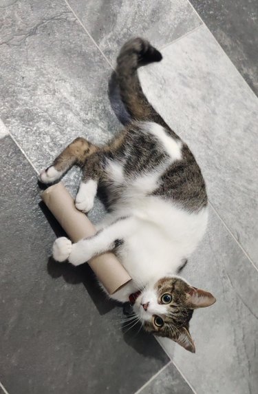 kitten playing with paper towel roll.