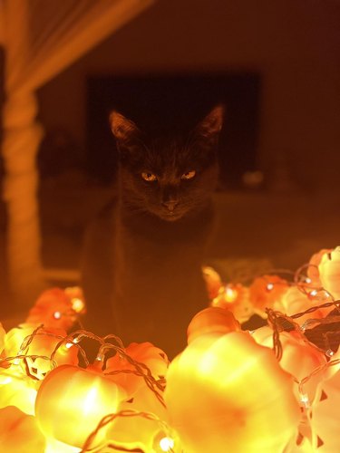 black cat posing with light up pumpkins.