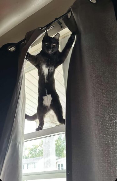 black cat opening curtains.